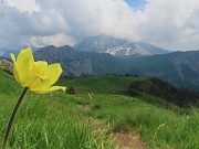 77 Pulsatilla alpina sulphurea con vista verso Corna Piana-Arera